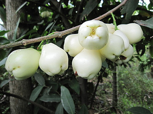 Theo những người sành ăn, roi bạch ngọc không chỉ có màu sắc bắt mắt, trông rất đẹp, ăn cũng ngon ngọt, đậm vị hơn roi hồng và roi đỏ.