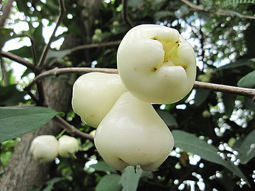 Bên cạnh đó, loại quả này còn có vai trò thanh nhiệt, bổ phổi, hạ huyết áp, mùa hè dùng để giải khát, giải nhiệt cực tốt. Nếu trộn với đường phèn thì còn ngon hơn, trẻ em rất thích, giúp tiêu hóa tốt và tăng cảm giác thèm ăn.