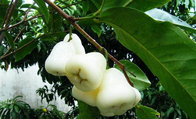 Thêm vào đó, theo người Thái, họ thường tìm thấy cây roi bạch ngọc ở gần đền chùa, miếu mạo vì vậy họ cho rằng roi bạch ngọc là loại cây rất có linh tính.