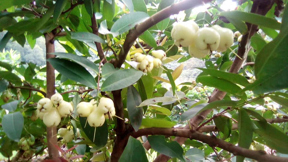 Nhìn từ xa, roi bạch ngọc mọc thành từng chùm, treo trên cành, tạo cảm giác như những khối ngọc trong suốt, khi ngược sáng trông lại càng long lanh.