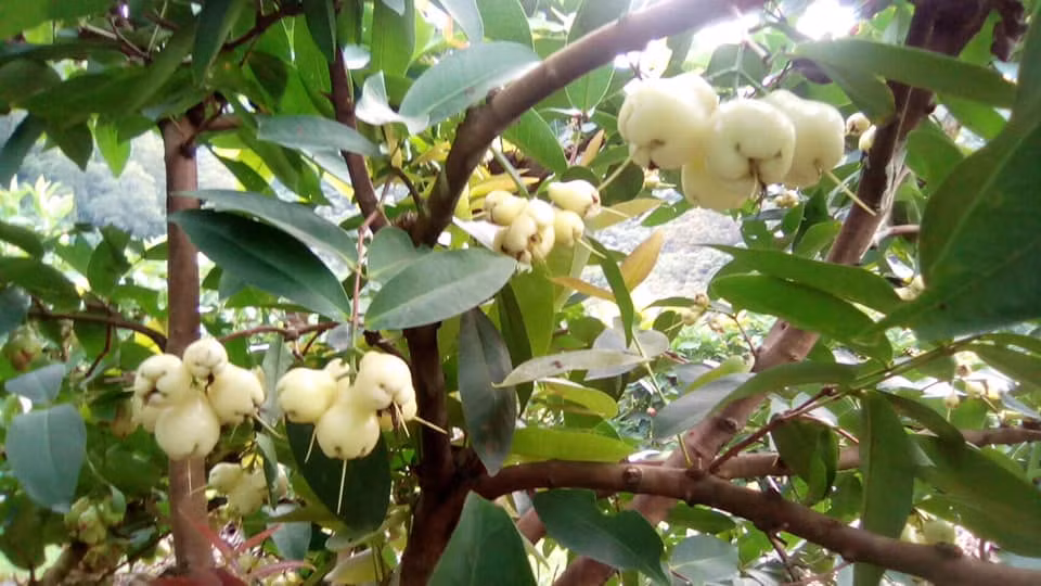 Nhìn từ xa, roi bạch ngọc mọc thành từng chùm, treo trên cành, tạo cảm giác như những khối ngọc trong suốt, khi ngược sáng trông lại càng long lanh.