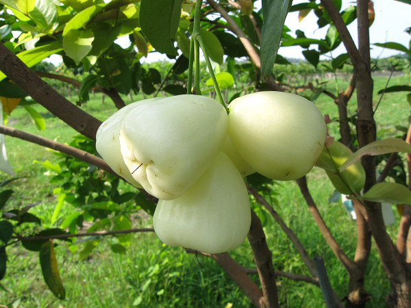 Hôm nay chúng ta nhắc đến quả roi trắng hay roi bạch ngọc, miền Nam gọi là quả mận sữa.