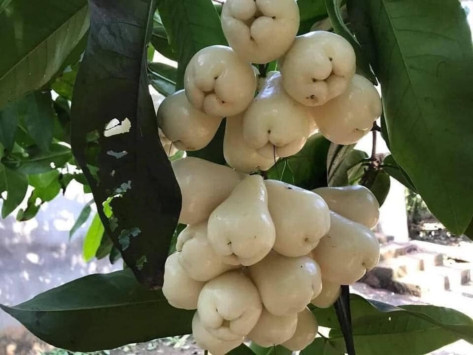 Chưa hết, roi bạch ngọc rất giàu magie và canxi, tác dụng tổng hợp của 2 nguyên tố này có thể làm dịu cơ bắp và thần kinh, từ đó giúp thư giãn cơ thể và tinh thần, giảm căng thẳng và lo lắng, giúp con người được xoa dịu thần kinh, đi vào giấc ngủ nhanh hơn.