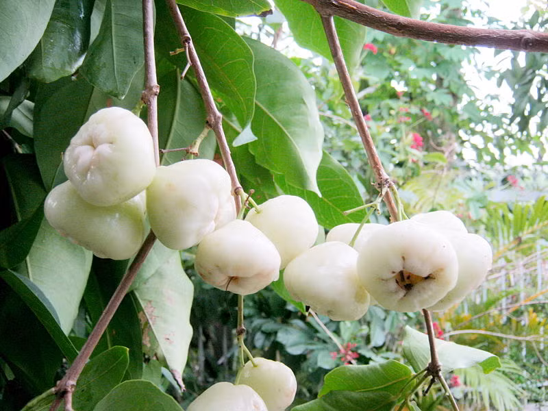 Không chỉ thế, roi bạch ngọc còn được đánh giá là hương vị ngọt thanh, nhiều nước và mềm xốp hơn, ngay cả người già và trẻ nhỏ đều thích ăn.