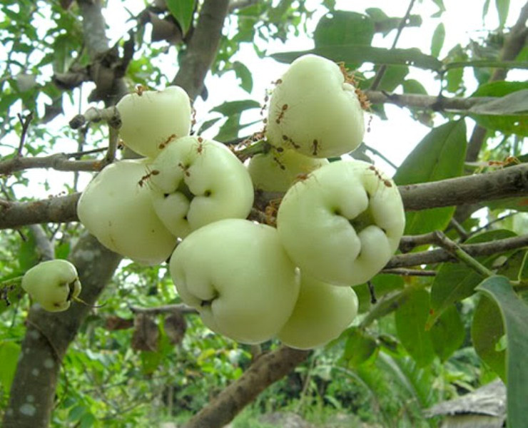 Bản thân roi bạch ngọc có giá trị dinh dưỡng cao, sản lượng thu được cũng lớn tuy nhiên do vỏ quả cực mỏng, dễ trầy xước khi vận chuyển nên không nhiều người muốn buôn bán.