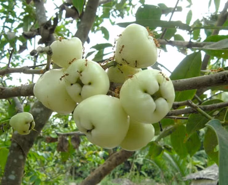 Bản thân roi bạch ngọc có giá trị dinh dưỡng cao, sản lượng thu được cũng lớn tuy nhiên do vỏ quả cực mỏng, dễ trầy xước khi vận chuyển nên không nhiều người muốn buôn bán.