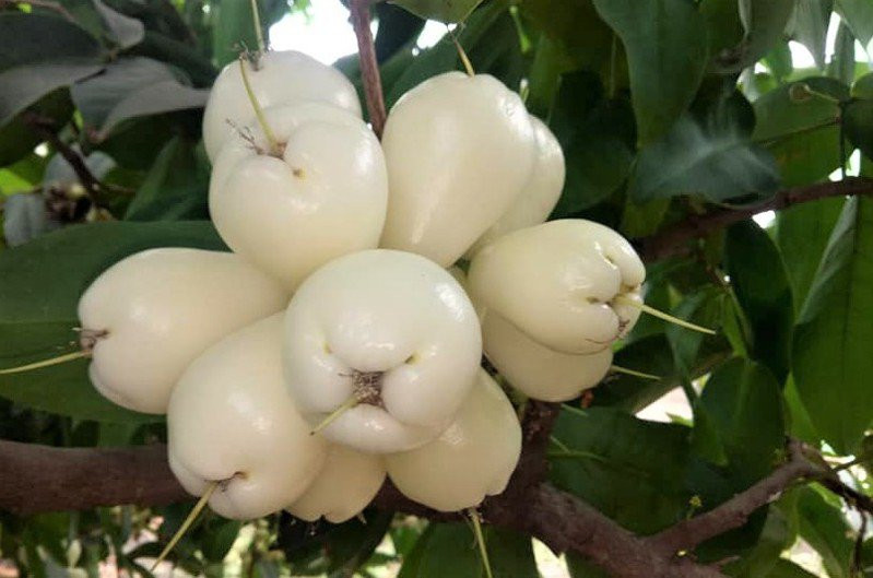 Tại Thái Lan, roi bạch ngọc được gọi quả "quả bông", được xem như một loại quả quý, giá trị cao. Khi xuất khẩu sang Trung Quốc, giá trị của roi bạch ngọc lại tăng gấp 2 lần.