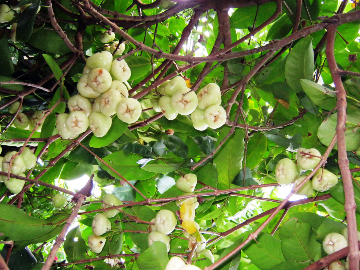 Quả roi là một loại trái cây nhiệt đới, khi chín có vị ngọt, ngon, nhiều nước. Roi thông thường có màu đỏ hoặc hồng còn loại roi trắng hay roi bạch ngọc thì rất hiếm.