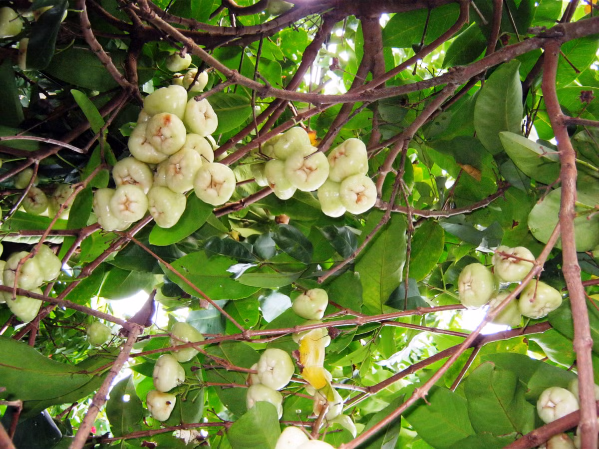 Quả roi là một loại trái cây nhiệt đới, khi chín có vị ngọt, ngon, nhiều nước. Roi thông thường có màu đỏ hoặc hồng còn loại roi trắng hay roi bạch ngọc thì rất hiếm.