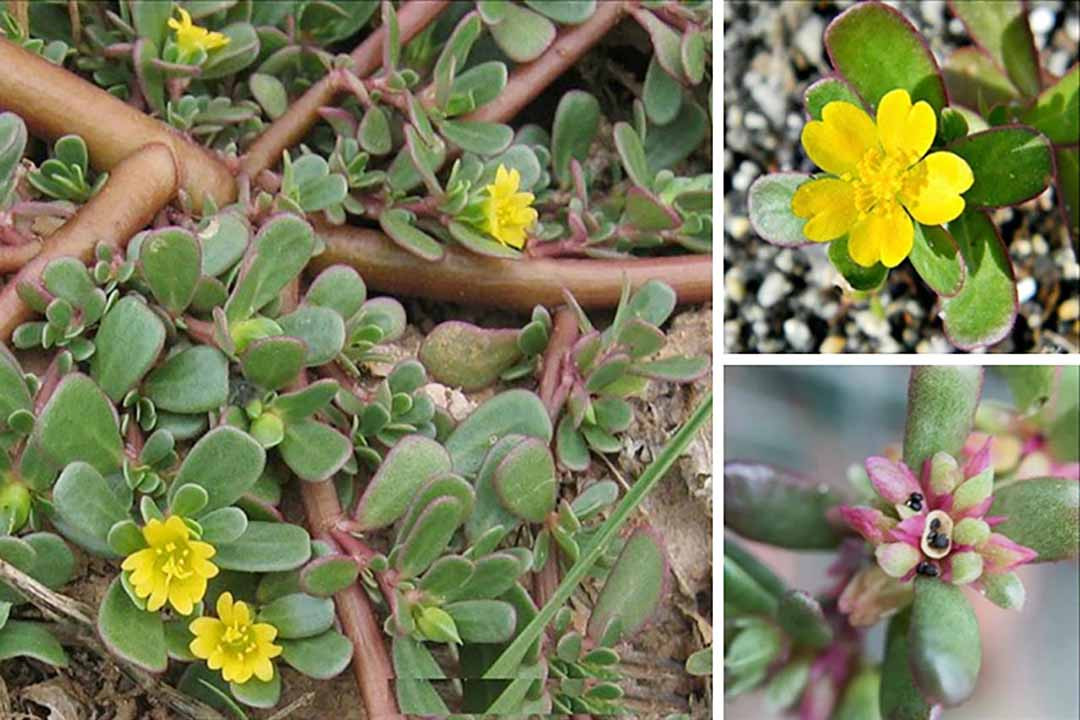 Chúng ta hoàn toàn có thể đắp mặt nạ dưỡng ẩm cho da mỗi ngày bằng rau sam trong thời kỳ bị mụn, mặt nạ tự nhiên này có thể giúp da loại bỏ mụn.