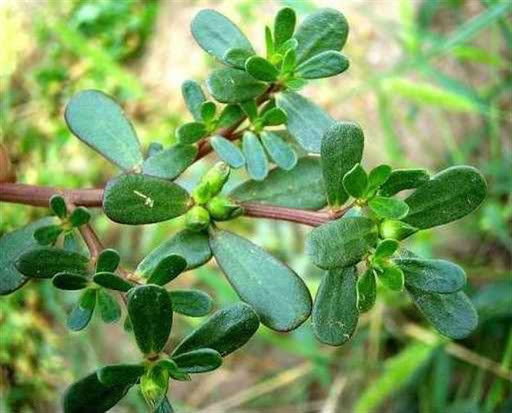 Trên thực tế, rau sam có tác dụng tốt đối với mụn cóc phẳng. Sau khi tắm, hãy đắp trực tiếp rau sam đã được rửa sạch, giã nát lên vùng da bị mụn, để khoảng 10 phút rồi bỏ đi, sau đó rửa sạch vùng da bị mụn bằng nước lạnh, có thể giúp giảm ngứa và sưng tấy do mụn cóc phẳng.