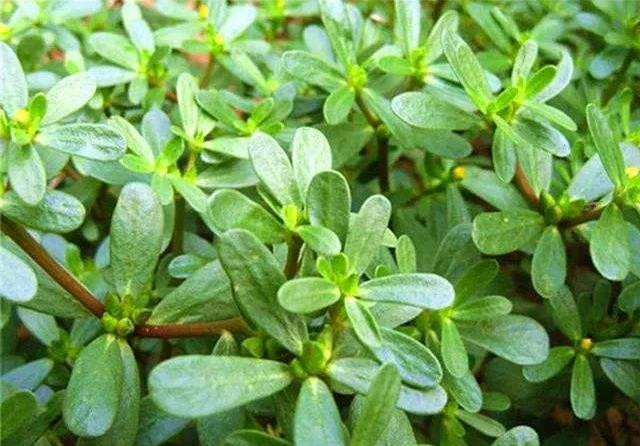 Tiếp theo cho mặt nạ nén vào nước cốt rau sam rồi đắp trực tiếp lên mặt. Đắp khoảng 10 phút thì bỏ ra rồi rửa sạch mặt bằng nước lạnh.