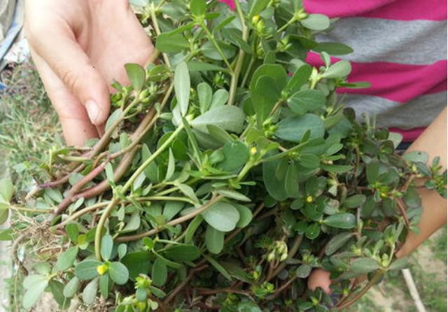 Bởi vì rau sam rất giàu vitamin C và vitamin E lại có tính chống oxy hóa mạnh, có thể loại bỏ các gốc tự do có hại trong cơ thể, hỗ trợ quá trình trao đổi chất của cơ thể. Chính vì vậy, nhiều người thường dùng mặt nạ rau sam để trừ mụn, làm đẹp da.