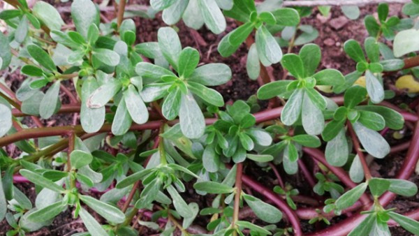 Thứ ba: Xóa mụn, làm đẹp da: Thật ra, mụn trứng cá mà chúng ta đang nói đến thực chất là một trong những bệnh ngoài da dễ mắc phải ở lứa tuổi thanh thiếu niên, không dễ chữa khỏi hẳn, rau sam có tác dụng kháng viêm, diệt khuẩn rất tốt, được ca tụng như "thuốc kháng sinh tự nhiên".