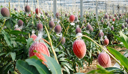 Trong ảnh là một vườn xoài Miyazaki ở Nhật Bản. Tất cả đều được trồng và chăm sóc chuyên nghiệp.