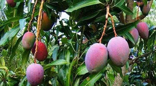 Tại Nhật Bản, giá của xoài Miyazaki bị đẩy lên cao do được trồng trong điều kiện đặc biệt.