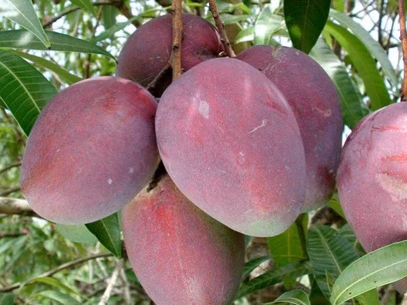 Theo trung tâm xúc tiến thương mại và sản phẩm địa phương Miyazaki ở Nhật Bản, những quả xoài này được thu hoạch cao điểm từ tháng 4 đến tháng 8.