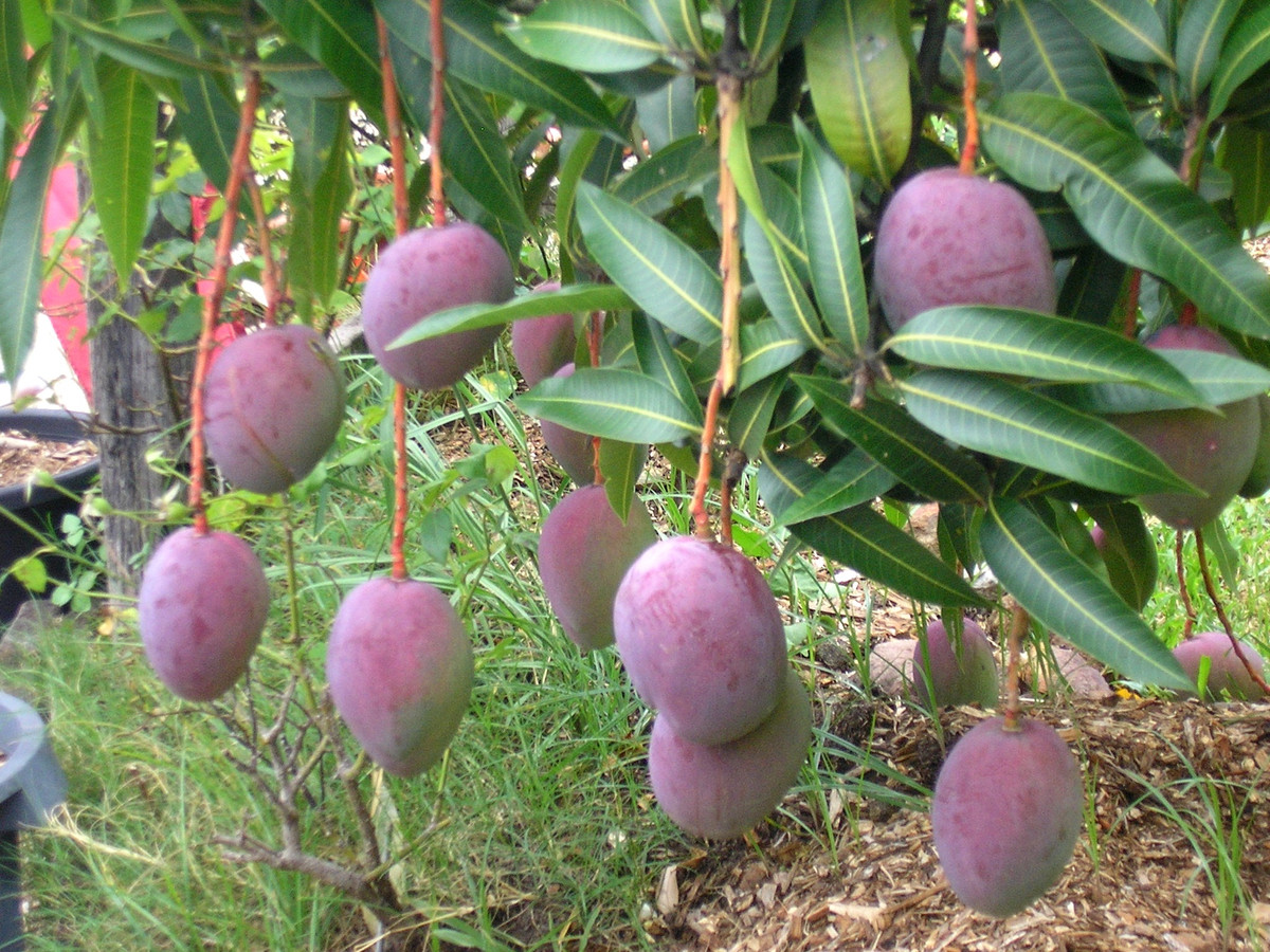 Miyazaki nổi tiếng với hình dạng, màu sắc bắt mắt và hương vị thơm ngon.