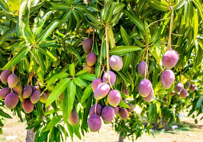 Những quả xoài này rất giàu chất chống oxy hóa và chứa beta-carotene và axit folic, giúp ngăn ngừa giảm thị lực, rất tốt cho những người thường xuyên làm việc với máy tính, điện thoại và các thiết bị điện tử.