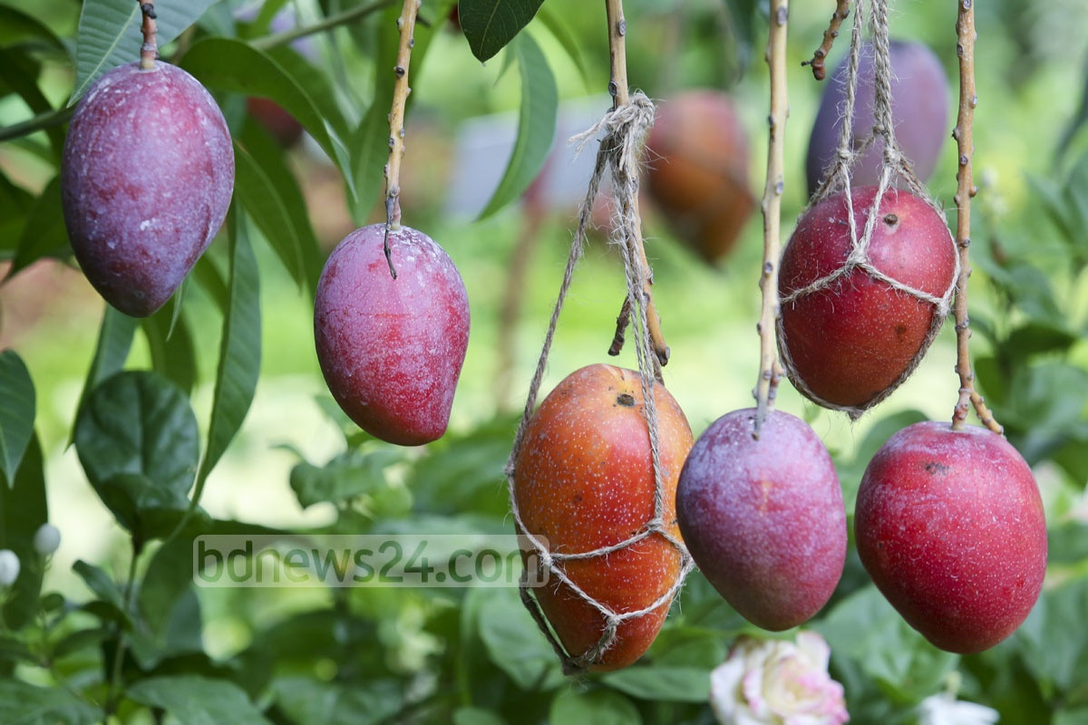 Nó cũng được đánh giá là một trong những loại xoài ngon nhất, nhiều chất dinh dưỡng nhất thế giới.