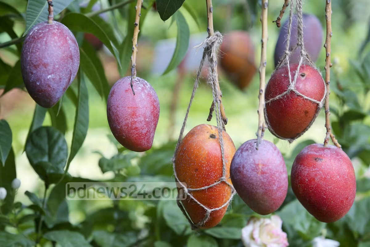 Nó cũng được đánh giá là một trong những loại xoài ngon nhất, nhiều chất dinh dưỡng nhất thế giới.