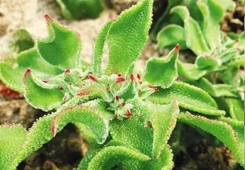 Vì vậy, những người lao động trí óc và những người trẻ tuổi cũng có thể đưa rau băng vào danh sách món ăn thường xuyên của mình.