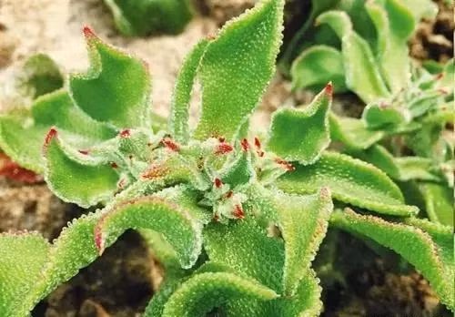 Vì vậy, những người lao động trí óc và những người trẻ tuổi cũng có thể đưa rau băng vào danh sách món ăn thường xuyên của mình.