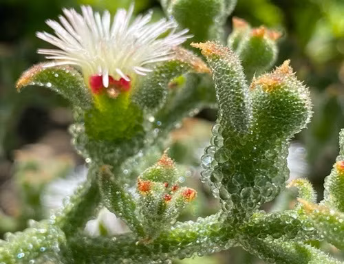 Không chỉ thế, rau băng có được xem là loại rau cực kỳ thích hợp cho những người bị huyết áp cao.