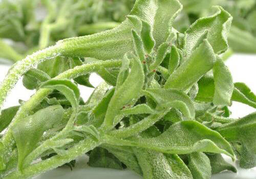 Ngon và giòn, rau băng có vị thanh nhẹ, rất mát, vào mùa hè ăn sống cũng thoải mái, có tác dụng giải nhiệt.