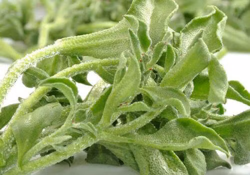 Ngon và giòn, rau băng có vị thanh nhẹ, rất mát, vào mùa hè ăn sống cũng thoải mái, có tác dụng giải nhiệt.