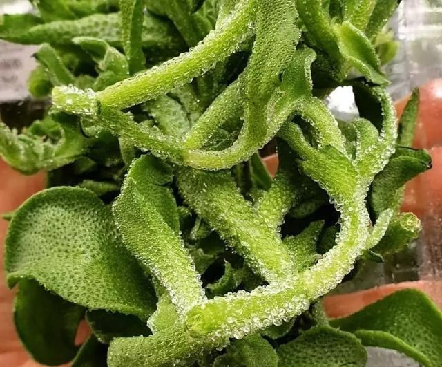 Tuy vậy, theo nhiều người, rau băng thích hợp nhất để ăn sống, làm các món trộn với một số loại rau quả khác.