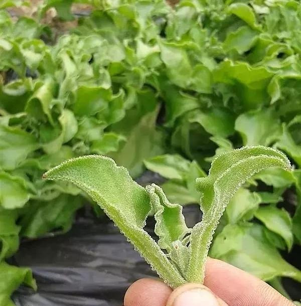 Loại muối thực vật tự nhiên mà rau băng có là loại muối có hàm lượng natri thấp, thích hợp cho người trung niên, cao tuổi và bệnh nhân huyết áp.