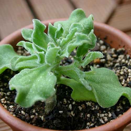 Chính vì sự độc đáo của mình, rau băng thường được sử dụng cho món salad lạnh, xào và nấu súp... Dù chế biến thế nào cũng rất ngon.