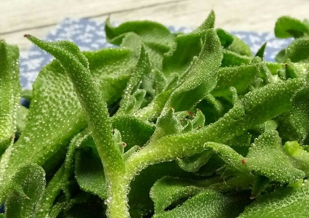 Thêm vào đó, rau băng còn chứa một lượng nhỏ flavonoid, là một hợp chất polyphenol tự nhiên có hoạt tính cao, có tác dụng ngăn ngừa bệnh tiểu đường, mỡ máu.