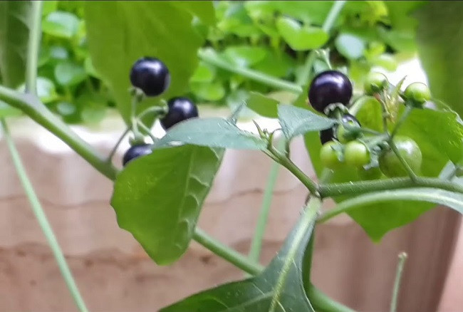 Tuy nhiên cần lưu ý, toàn thân của loại cây này có chất độc nhỏ và chứa nhiều Alkaloid, đặc biệt hàm lượng trong thân và lá mềm cao, khi dùng để nấu ăn thì phải nấu chín kỹ để loại bỏ các độc tố.