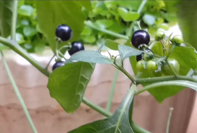 Tuy nhiên cần lưu ý, toàn thân của loại cây này có chất độc nhỏ và chứa nhiều Alkaloid, đặc biệt hàm lượng trong thân và lá mềm cao, khi dùng để nấu ăn thì phải nấu chín kỹ để loại bỏ các độc tố.