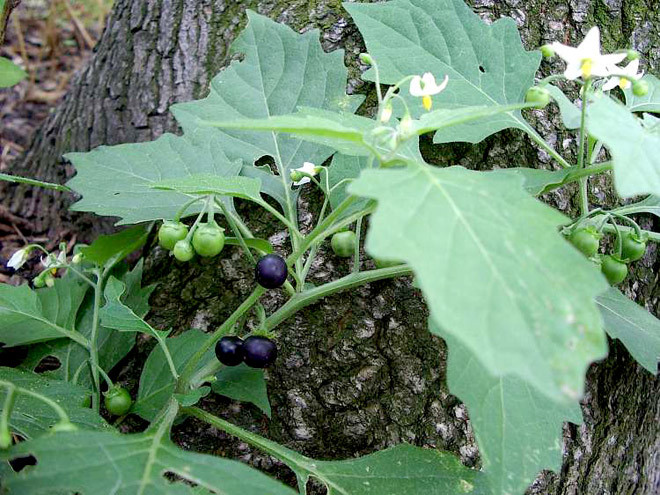 Không chỉ thế, tầm bóp đực vẫn được xem là giàu dinh dưỡng và là loại cây có giá trị y học rất cao. Nó rất giàu caroten, vitamin C và nhiều loại khoáng chất.