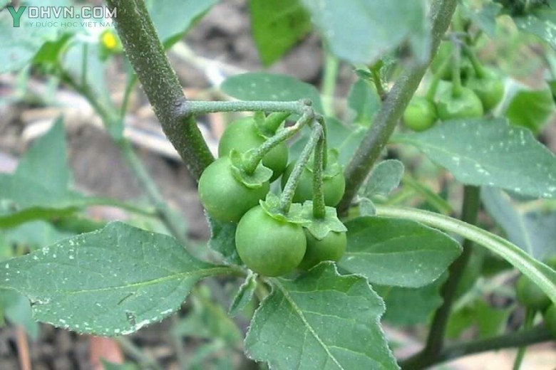 Bên cạnh đó, trong Đông y tầm bóp đực có vị hơi ngọt, đắng, tính hàn, có ít độc. Thân, lá và quả của tầm bóp đực đều có thể dùng làm thuốc. Nó có chức năng thanh nhiệt và giải độc, lợi tiểu, tiêu sưng, thúc đẩy tuần hoàn máu, lợi tiểu. Nước sắc từ cây có thể dùng rửa vết loét, vết bỏng, mẩn ngứa. Chính vì vậy hiện này, loài cây này được người thành phố tìm đến và dần ưa chuộng.