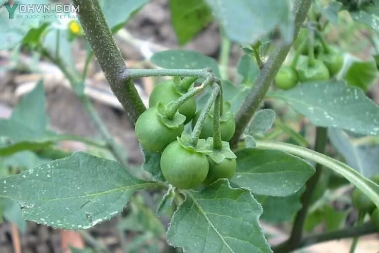 Bên cạnh đó, trong Đông y tầm bóp đực có vị hơi ngọt, đắng, tính hàn, có ít độc. Thân, lá và quả của tầm bóp đực đều có thể dùng làm thuốc. Nó có chức năng thanh nhiệt và giải độc, lợi tiểu, tiêu sưng, thúc đẩy tuần hoàn máu, lợi tiểu. Nước sắc từ cây có thể dùng rửa vết loét, vết bỏng, mẩn ngứa. Chính vì vậy hiện này, loài cây này được người thành phố tìm đến và dần ưa chuộng.