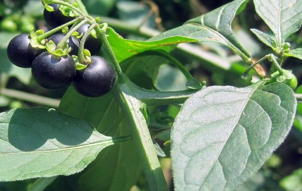 Đặc biệt, caroten được chuyển hóa thành vitamin A trong cơ thể người có tác dụng điều trị tốt các bệnh về mắt như quáng gà. Ngày nay, nhiều người nhìn chằm chằm vào điện thoại di động và máy tính trong thời gian dài, họ thường sẽ cảm thấy khô mắt và mờ mắt, ăn tầm bóp đực sẽ rất tốt cho thị lực.