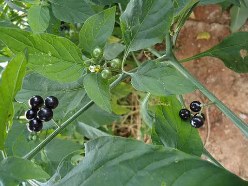 Cây tầm bóp là một trong những loại cây đặc biệt, nó được chia ra làm hai loại là tầm bóp cái và tầm bóp đực (lu lu đực). Về cơ bản, ngoại hình và công dụng của chúng khá giống nhau nên dễ gây nhầm lẫn.