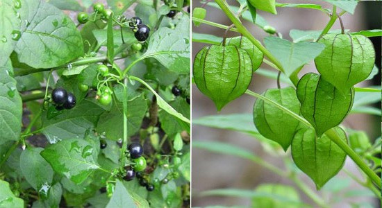 Tuy nhiên, cũng có đặc trưng riêng để nhận biết hai loại, đặc biệt tầm bóp cái không có độc còn tầm bóp đực có độc. Trong hình cây tầm bóp đực hay lu lu ở bên trái, cây tầm bóp cái ở bên phải.