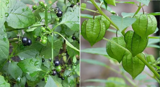 Tuy nhiên, cũng có đặc trưng riêng để nhận biết hai loại, đặc biệt tầm bóp cái không có độc còn tầm bóp đực có độc. Trong hình cây tầm bóp đực hay lu lu ở bên trái, cây tầm bóp cái ở bên phải.