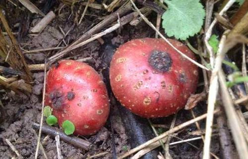 Nếu có cơ hội được ăn loại quả này, nhớ đừng bỏ qua nhé.