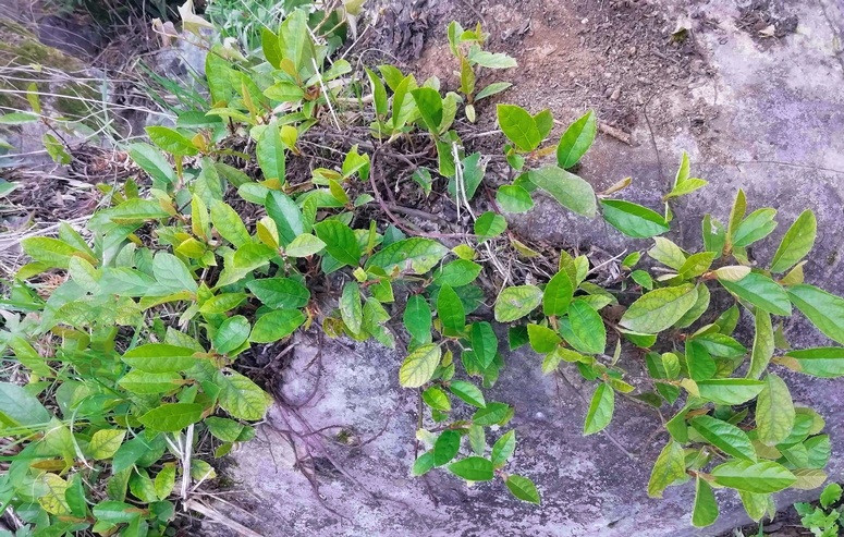 Quả sung tico ở một số nơi còn gọi là khoai lang dại. Đây là một loại cây thân leo thuộc chi Ficus trong họ Dâu tằm, lá hình trứng dài, thường xanh.