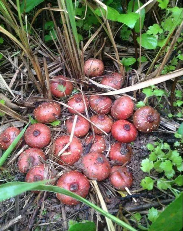 Trước đây, quả sung tico là quà ăn vặt của trẻ em nông thôn nhưng nay đã hiếm hơn rất nhiều, trở thành loại quả quý, có giá cao.