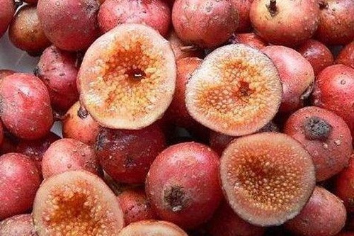 Cận cảnh quả sung tico thơm ngon.