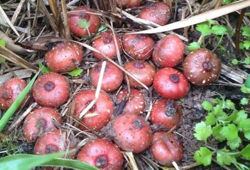 Vào mùa chín rộ, đi từ xa đã thấy mùi thơm của sung tico nên còn được gọi là quả thơm.