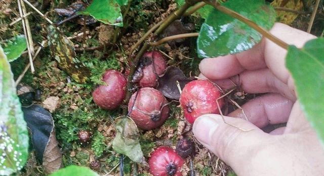 Quả sung tico bắt đầu chín vào tháng Sáu. Lúc chín có màu đỏ nâu, bỏ mỏng, cùi trắng sữa, vị mềm như sáp, trôi qua họng lại thấy ngọt như mật ong, cực thơm.