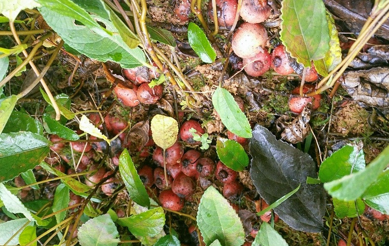 Hôm nay giới thiệu với mọi người một loại quả được gọi là sung tico, một thứ quả người dân quê rất thích ăn, tuy ngoại hình không đẹp nhưng thơm như mật, đi từ xa đã ngửi thấy mùi hương ngọt ngào.